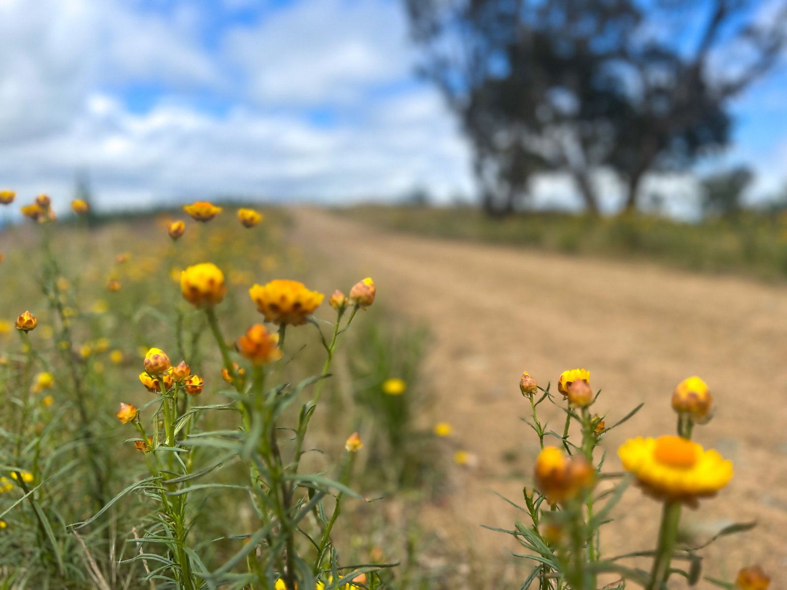 Bungendore via Kowen Forest Gravel Loop BikeRoutes